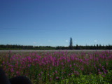 Click to see P1010081.JPG