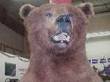 Click to see bear2.jpg