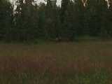 Click to see moose1.jpg